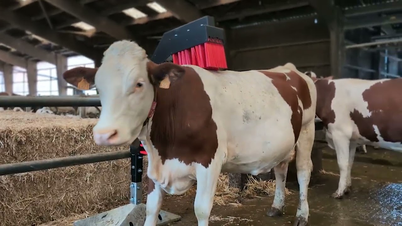 ACTISWEEP lance sa brosse animale : ANIZEN !
