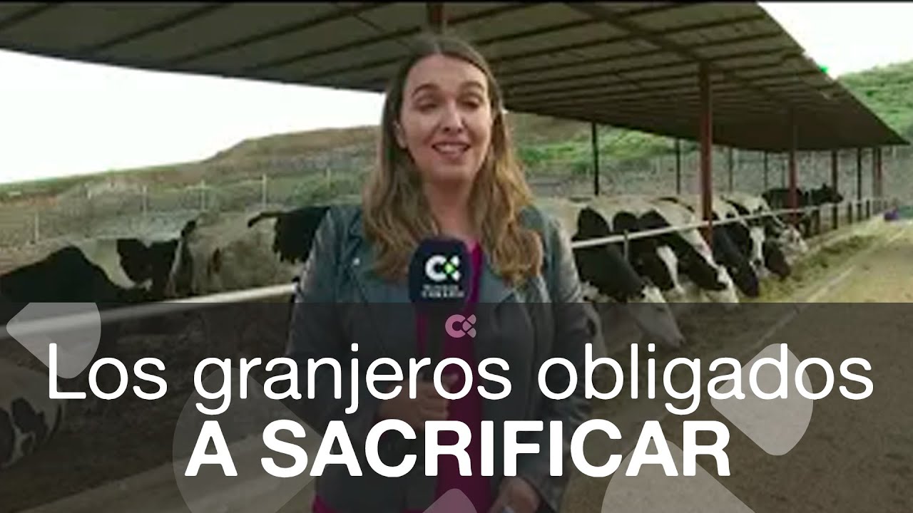 Los ganaderos obligados a sacrificar el ganado
