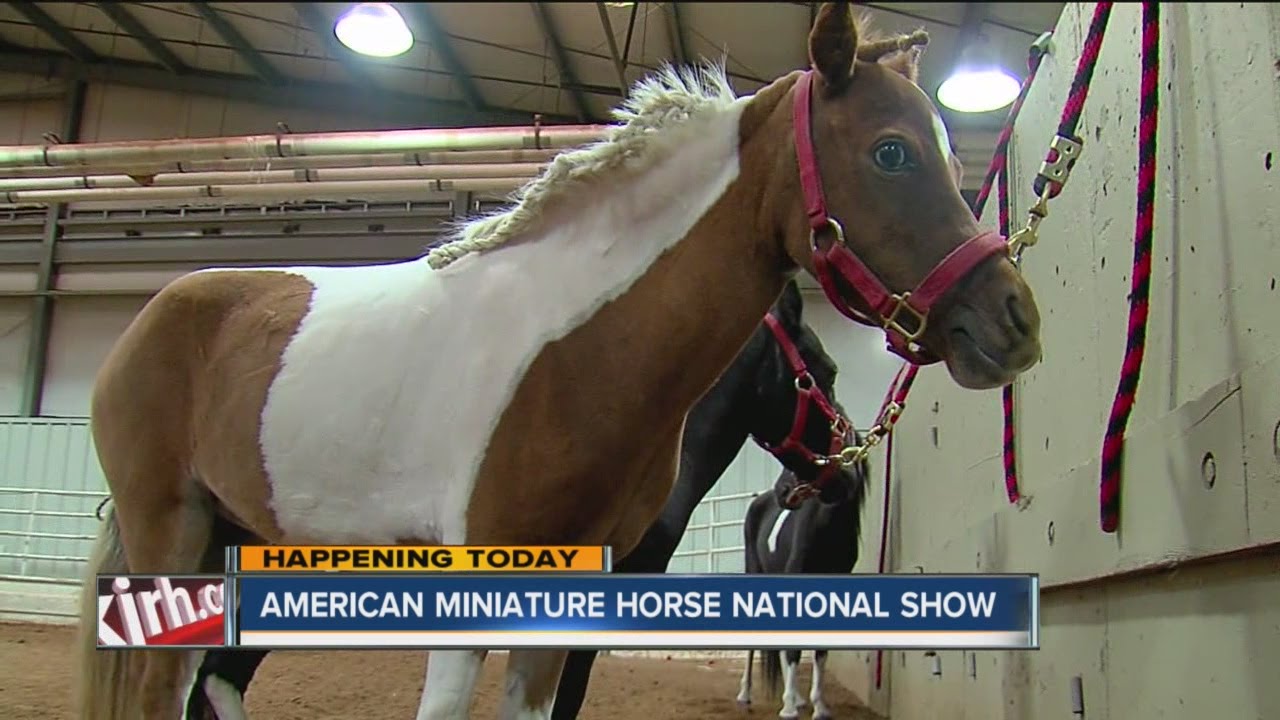 American Miniature Horse National Show Hits Tulsa