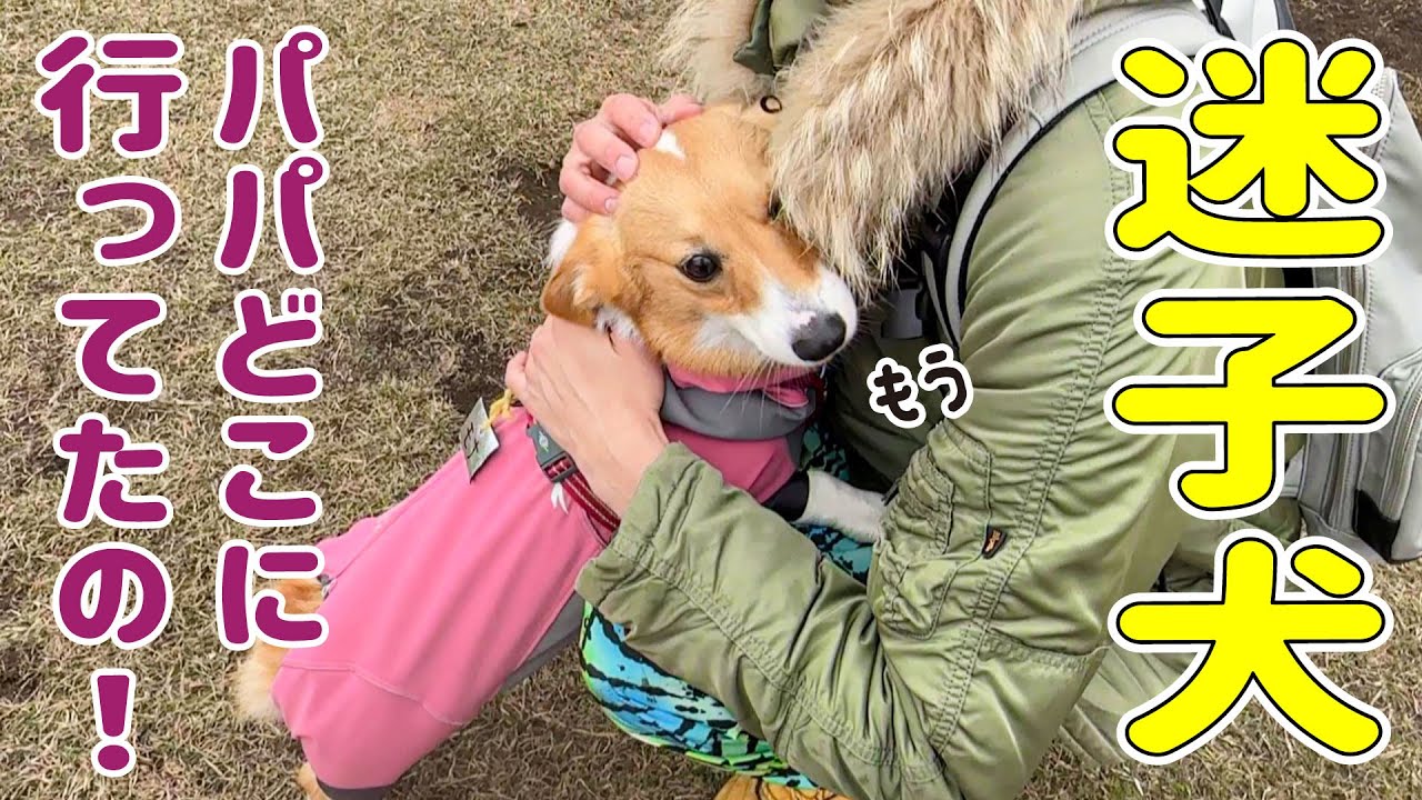 コーギー50匹の中でパパを見失ってぽつーんとしちゃうコーギーが可愛い【コギコギ集会】