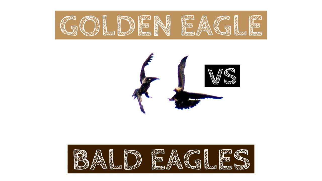 Golden Eagle vs Bald Eagles in New York