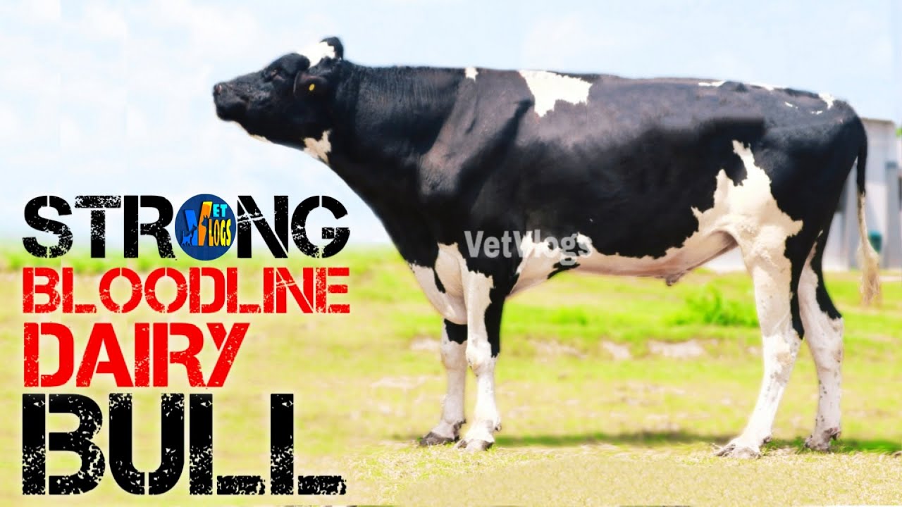 Strong Bloodline Imported Dairy Bull || HF-40128 || Vetvlogs ||