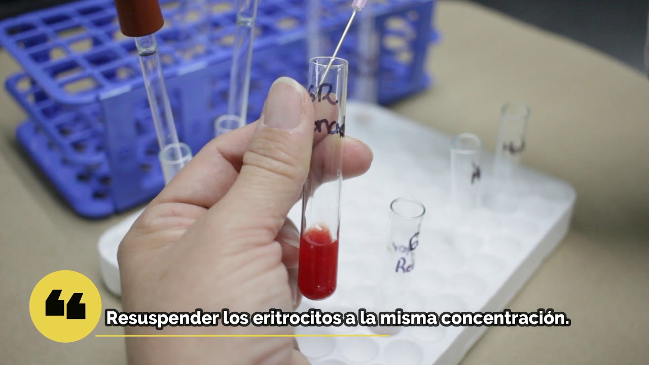 Pruebas cruzadas de compatibilidad sanguínea en perros