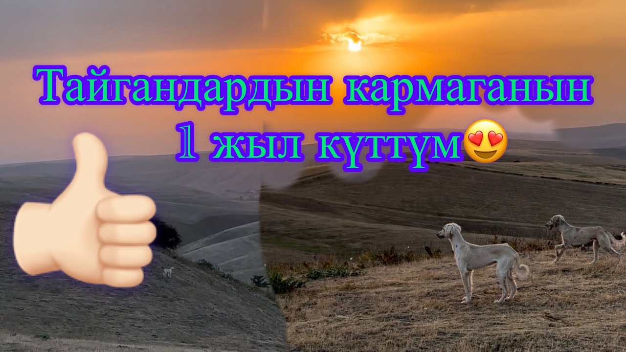 Прогулка, ТАЙГАН салуу, Түлкүгө жеттиби?