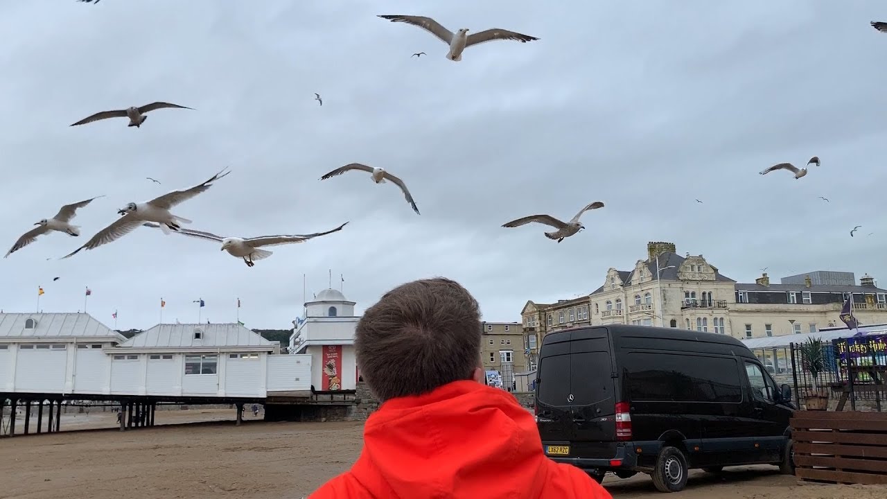How To Stop Seagulls Stealing Your Food!