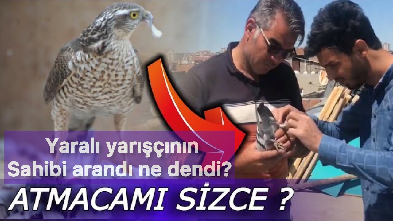 Atmaca mı saldırmış? Posta yarışı Sivas etabı