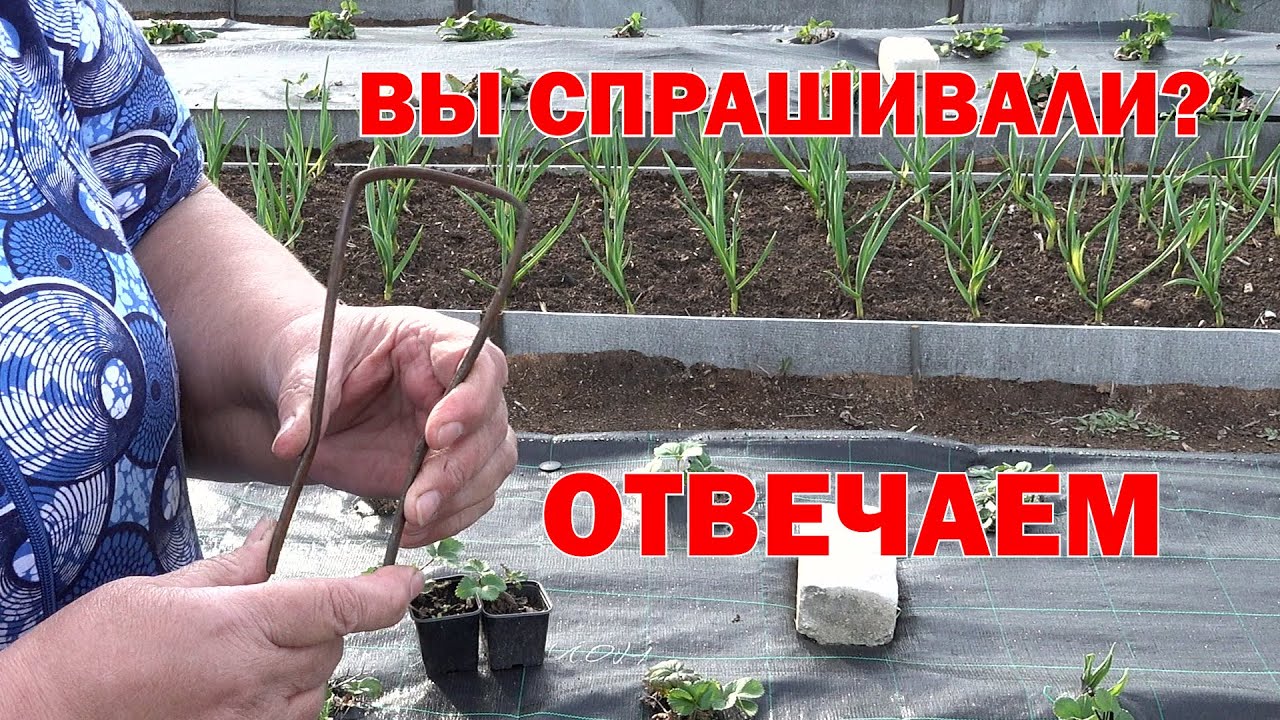 Петля-лентяйка для уничтожения сорняков.