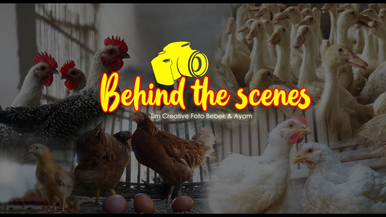 BEHIND THE SCENES FOTO BEBEK & AYAM || PODOMORO FEEDMILL