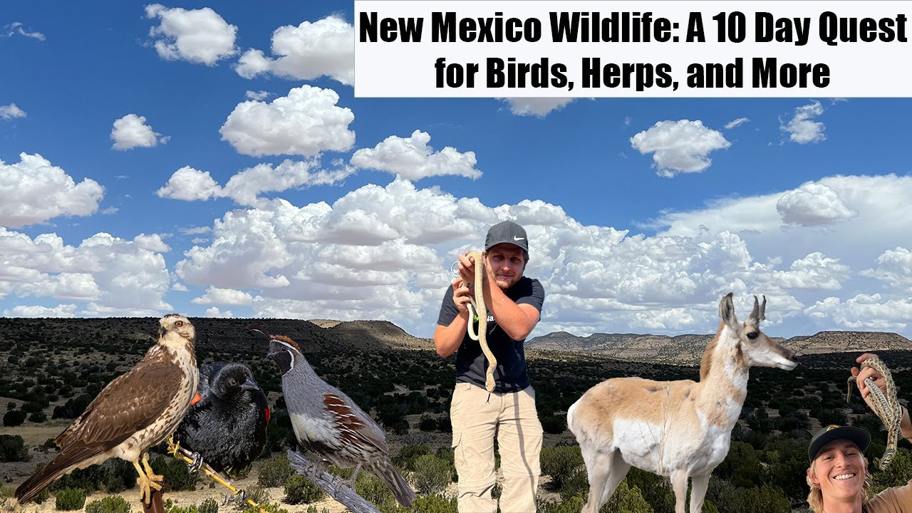 New Mexico Wildlife: A 10 Day Quest for Birds, Herps, and More