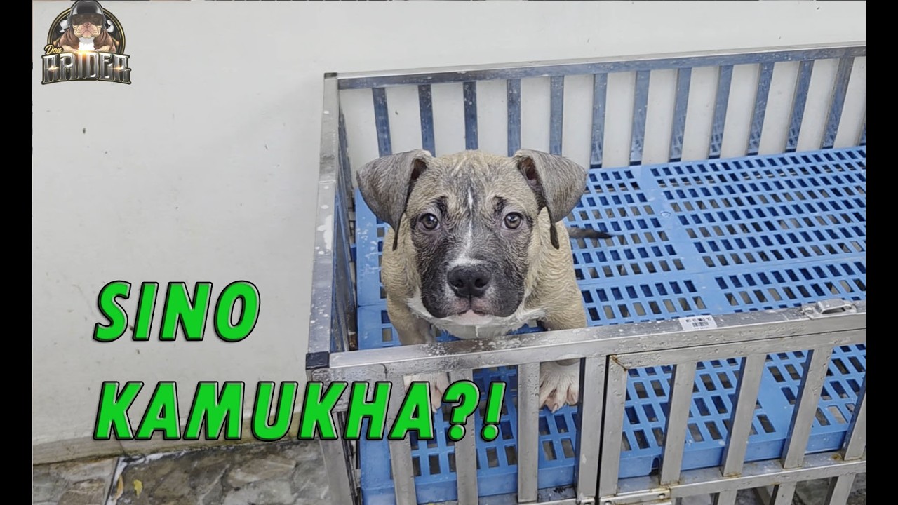 ALL IN ONE GAMIT KO SA MGA ALAGA KO AMERICAN BULLYS
