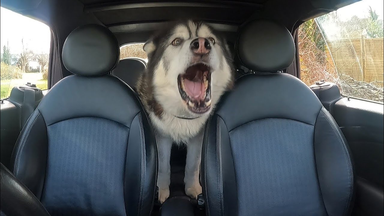 Husky Screams In The Back Of My Car!