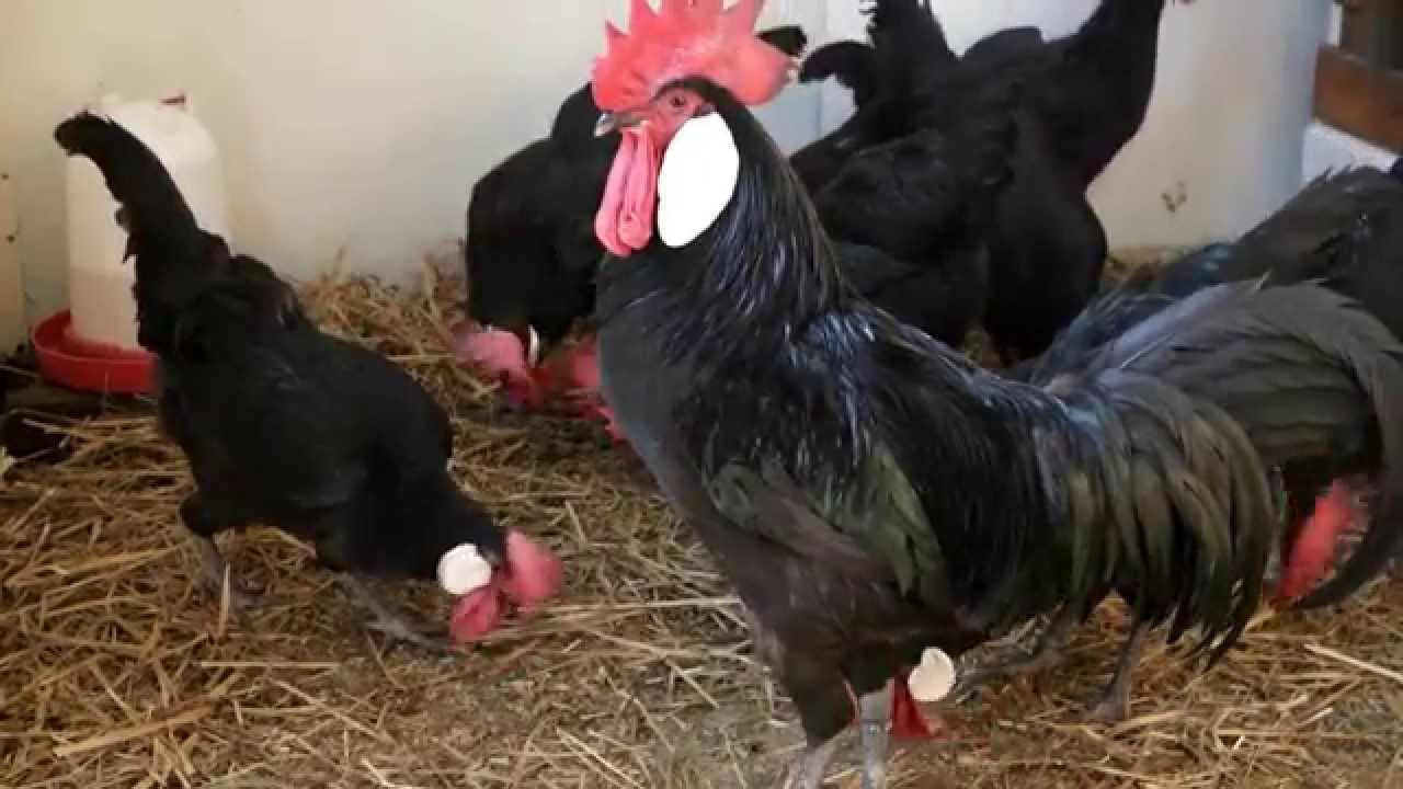 Minorka, Minorca , Minorka Hühner, La gallina Menorca