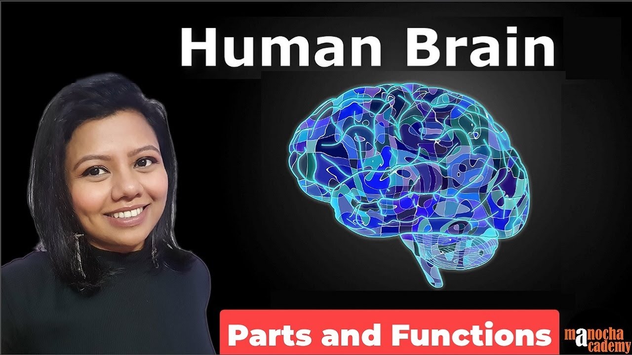 Human Brain Parts and Functions