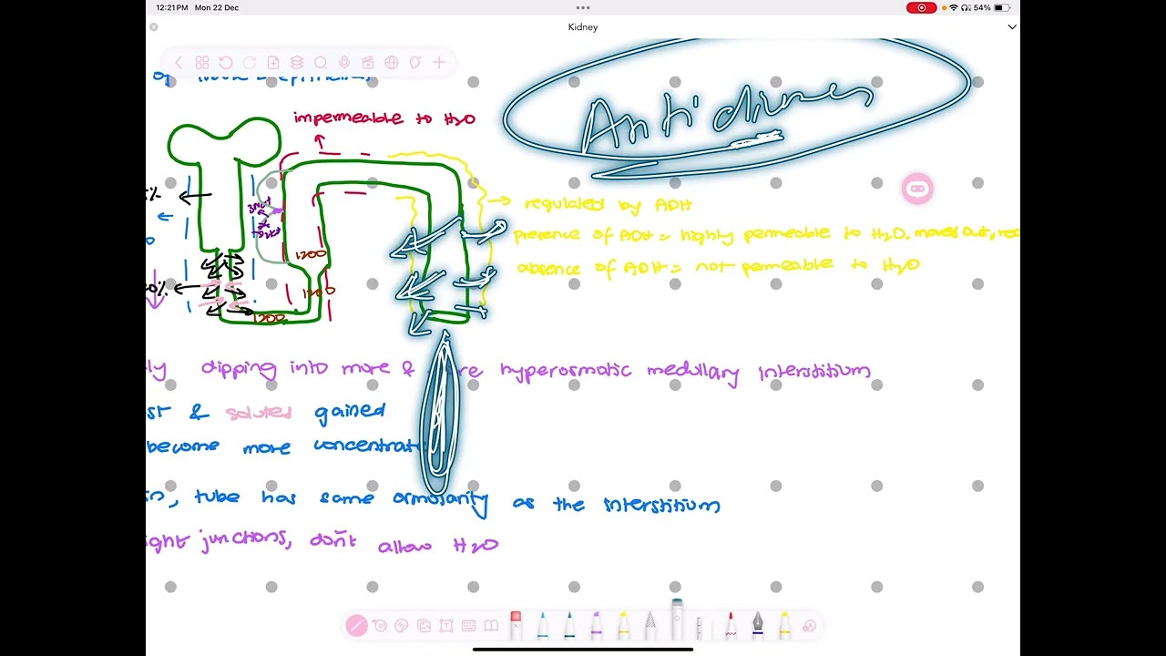 Renal Tubular Reabsorption along loop of henle 
