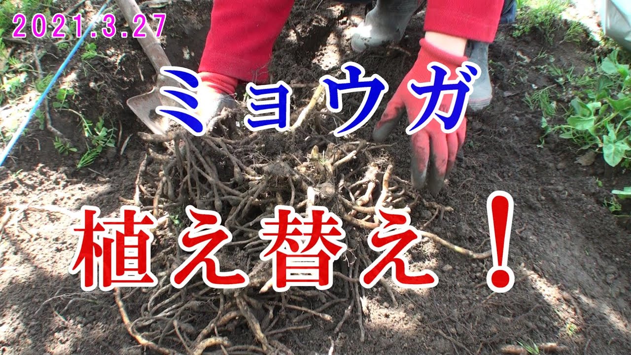 ミョウガ　植え替え！