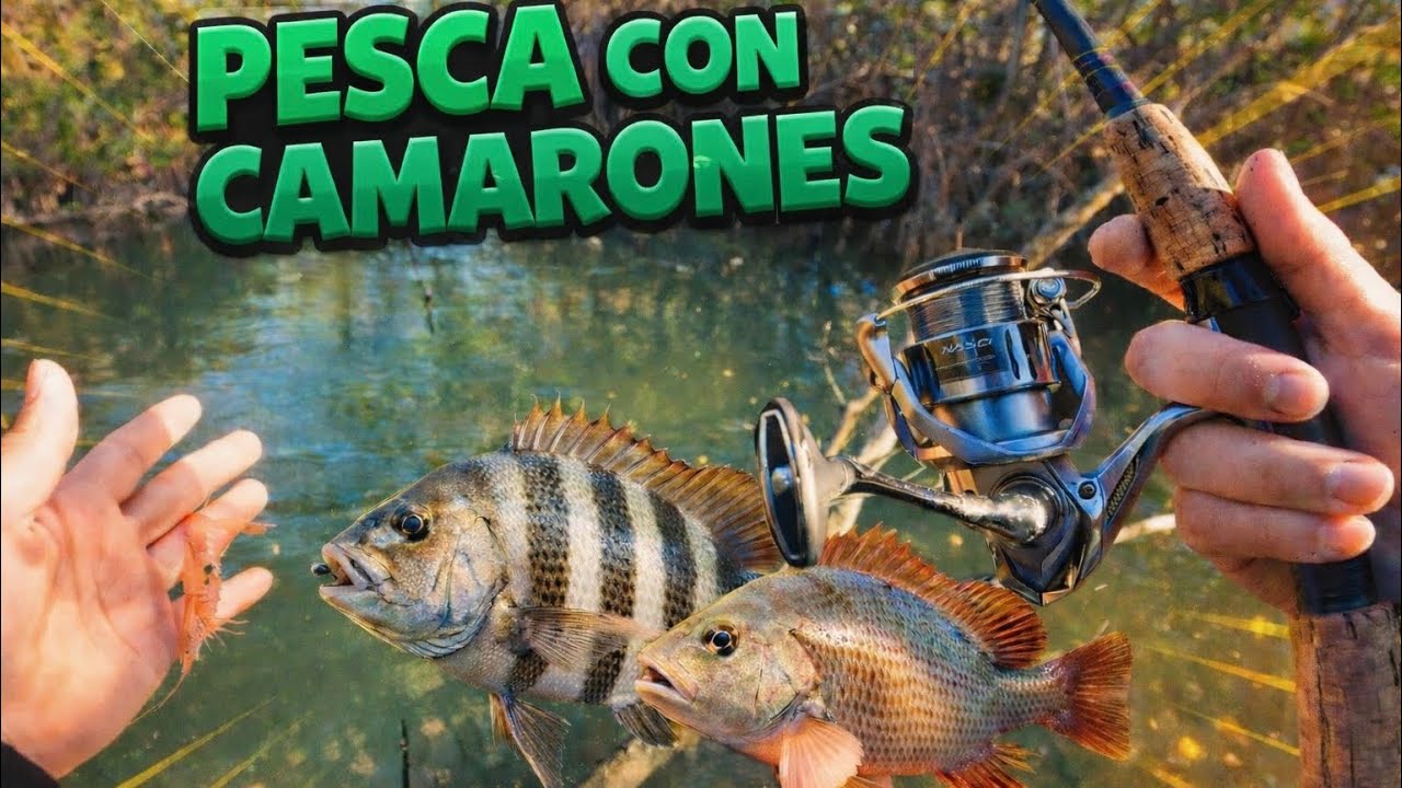 Encontramos un pequeño manantial entre los manglares en florida! llenos de sheepsheads y cuberas. 