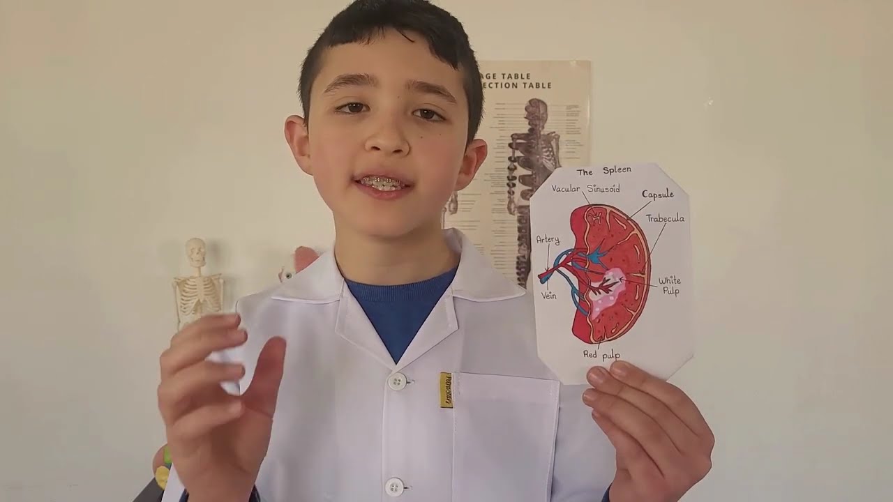 The Spleen: Your body's blood protector