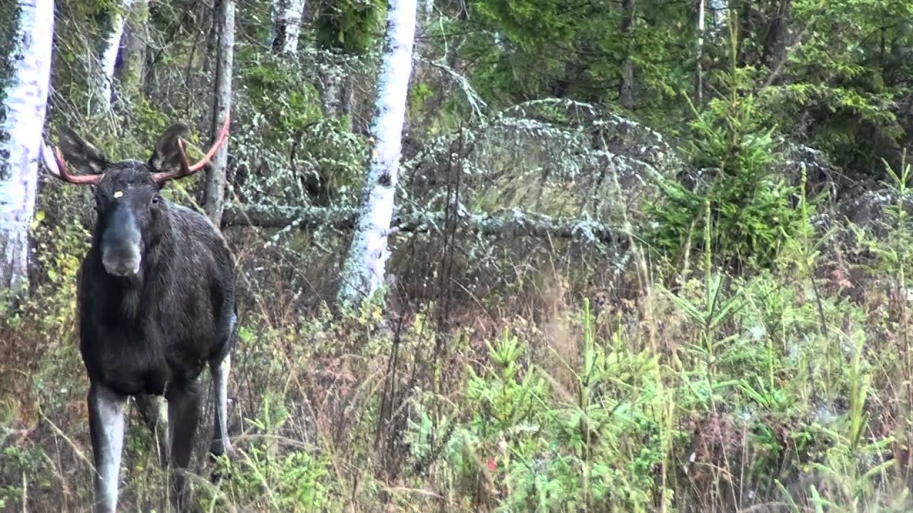 Älglockning Lännaskogen