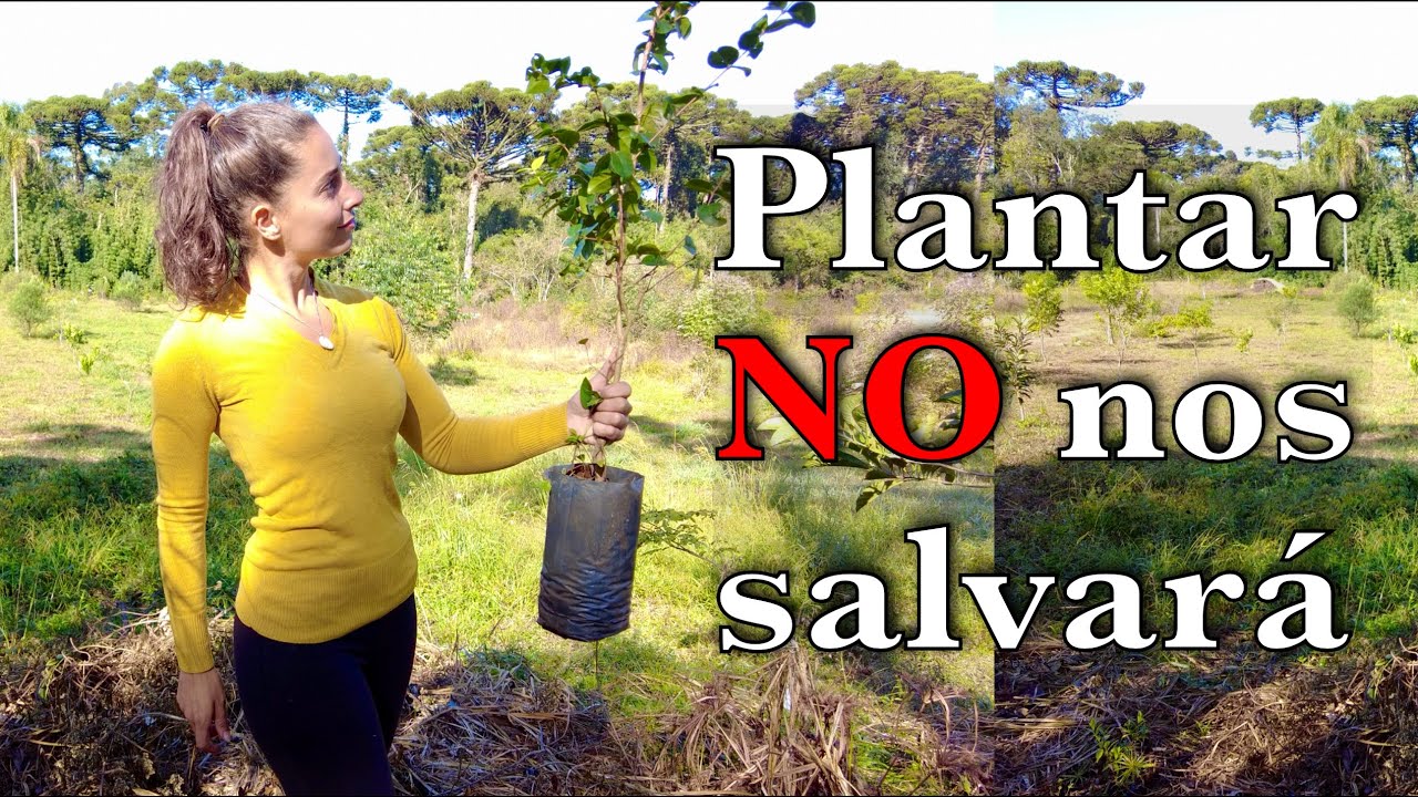 Mr. Beast y la MENTIRA sobre REFORESTACIÓN