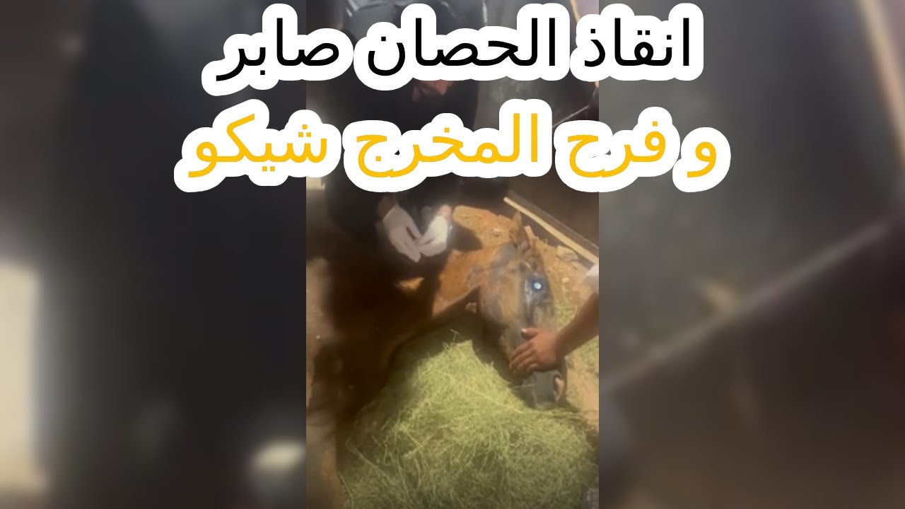 انقاذ الحصان صابر و فرح المخرج شيكو #٦٠شو_مع_الدكتور_حاتم_ستين