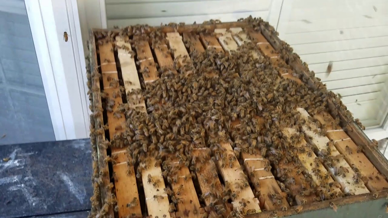 Lakeland Honeybee Removal - 2-20-18