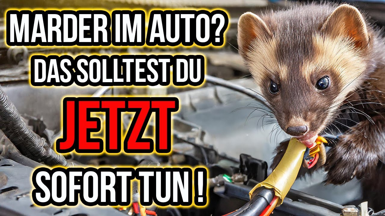 Marder im Auto? Duftmarken entfernen und Marderschutz einbauen!