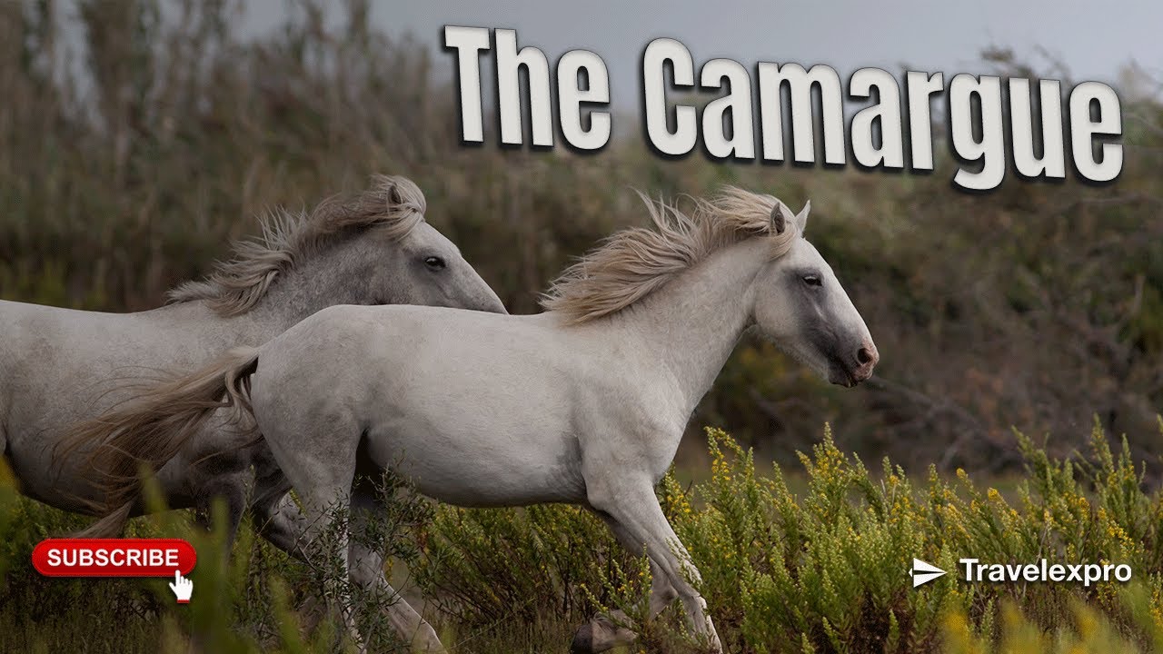 Dzikie konie, tańczące flamingi i bezkresne niebo | Camargue | Południowa Francja