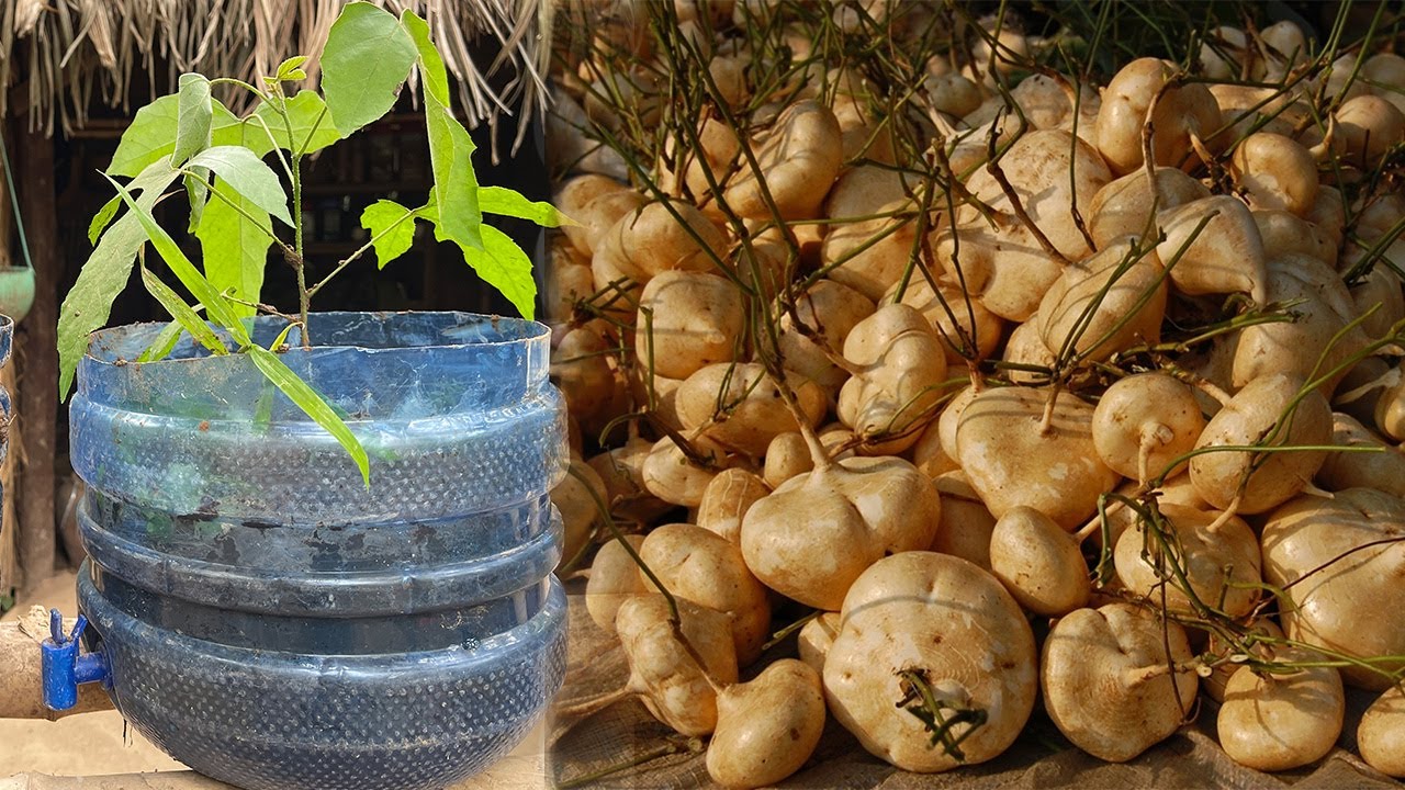Great technique for grafting Jicama growing fast with carrot and eggs / how to grow jicama