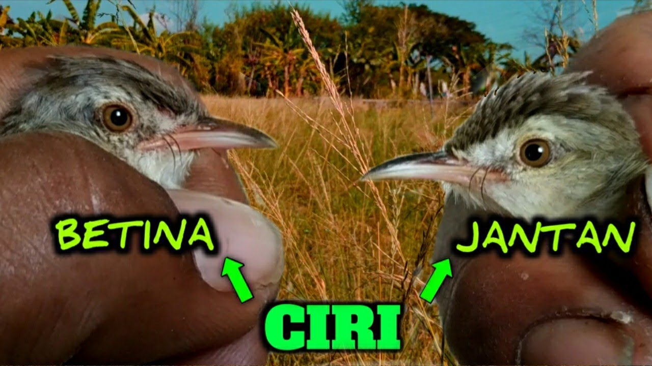 Ciri ciri jantan dan betina burung ciblek SAWAH