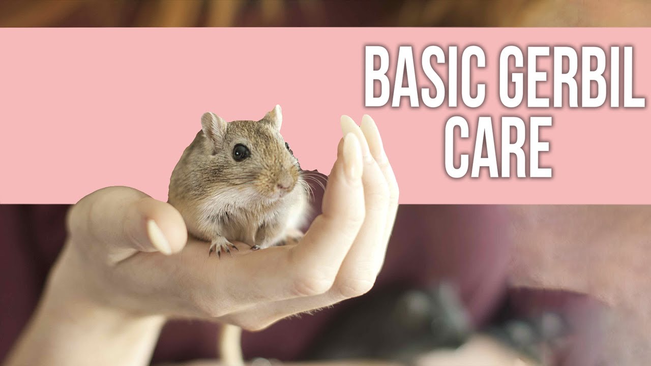 Basic Gerbil Care Guide for Beginners