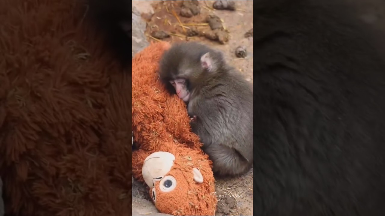 punch monkey
