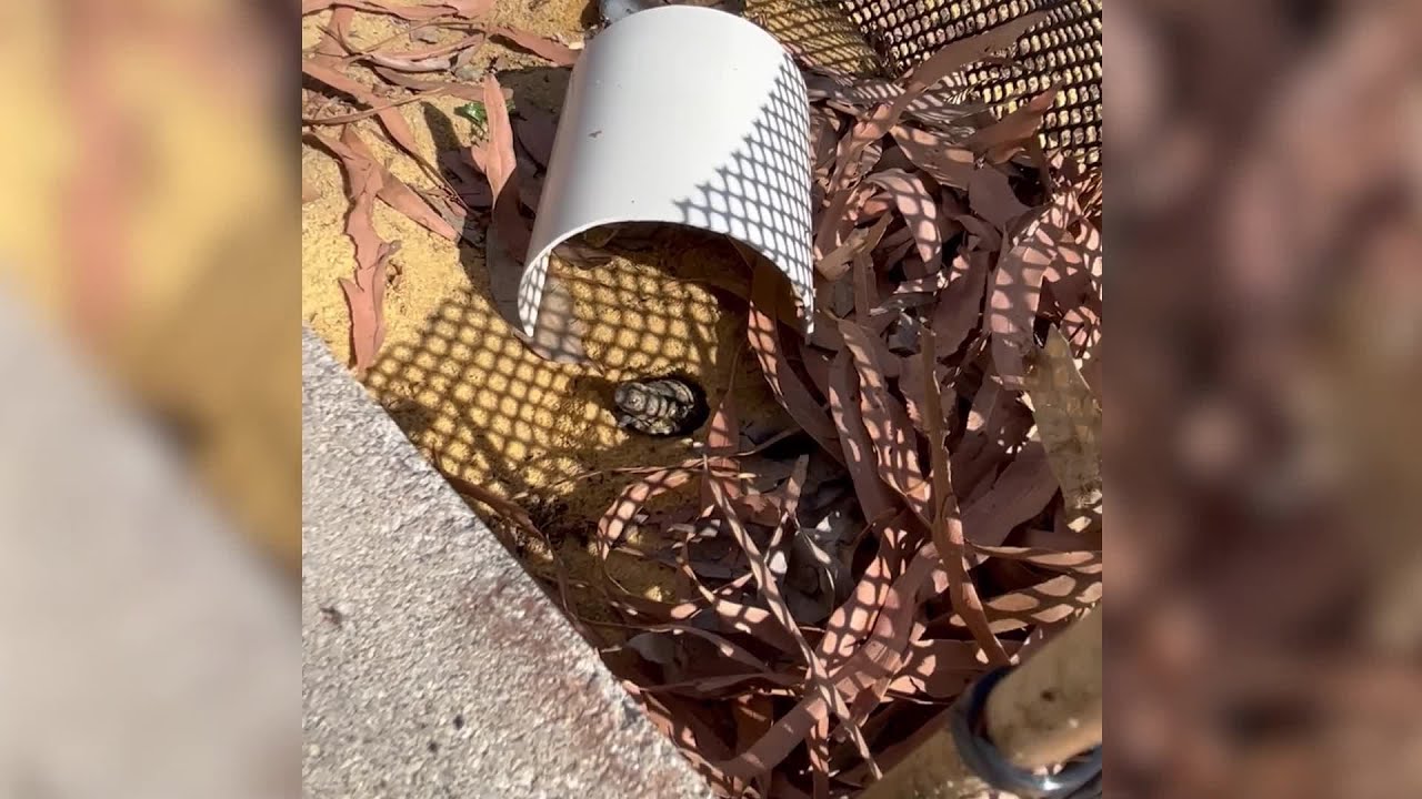 Critically Endangered Western Swamp Tortoise Hatchlings Born at Perth Zoo