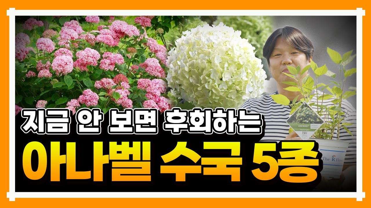 5/15까지만!!! 세상에서 제일 아름다운 수국 '아나벨 수국 5종' 30% 할인가로 만나보세요~~