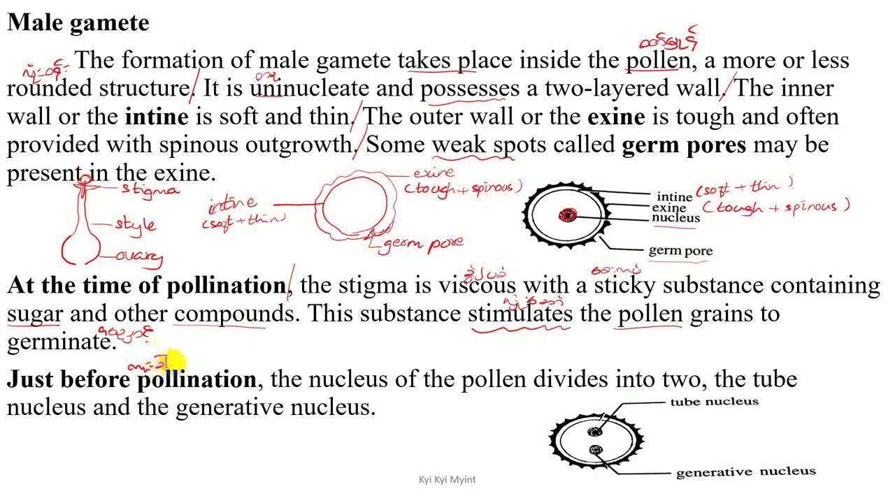 Grade 10 Chapter 5 Male gamete