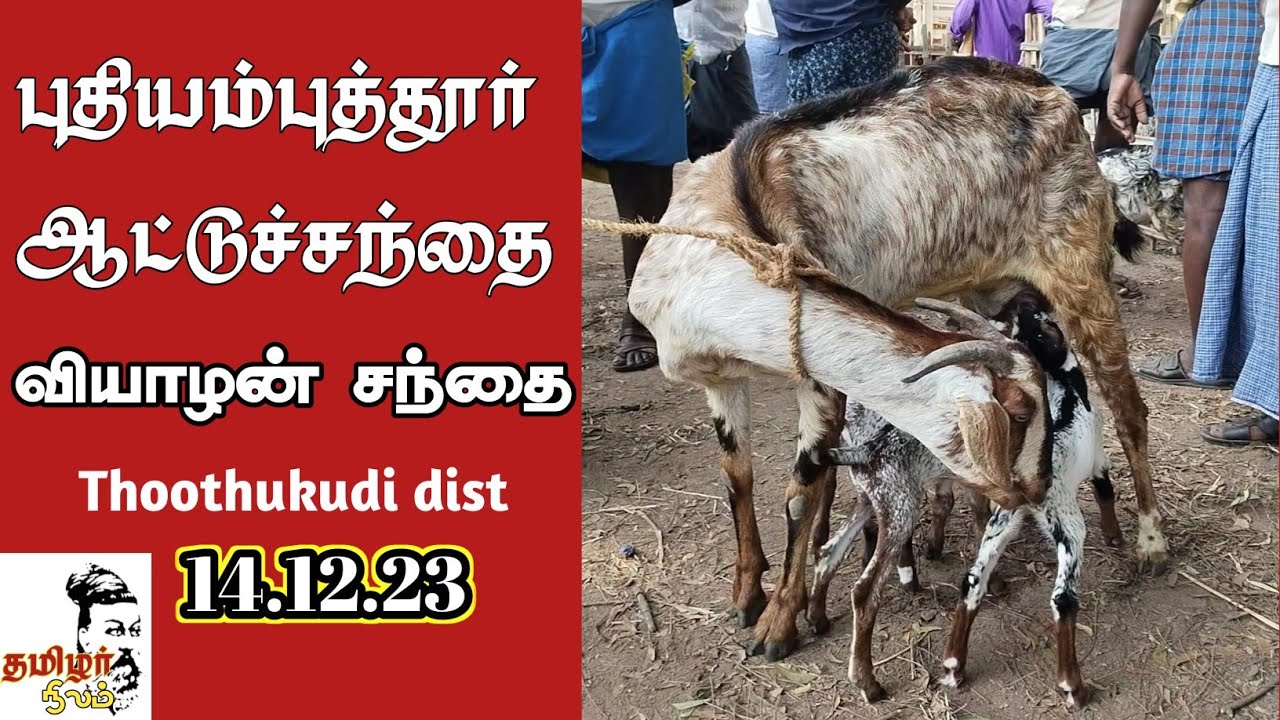 14.12.23/ புதியம்புத்தூர் ஆட்டுச் சந்தை/ தூத்துக்குடி மாவட்டம்