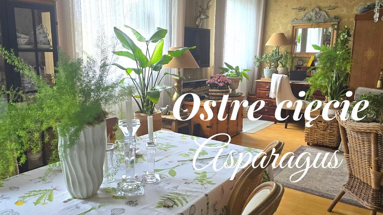 ///OSTRE CIĘCIE /// NOWE MIEJSCE/// ASPARAGUS [605]