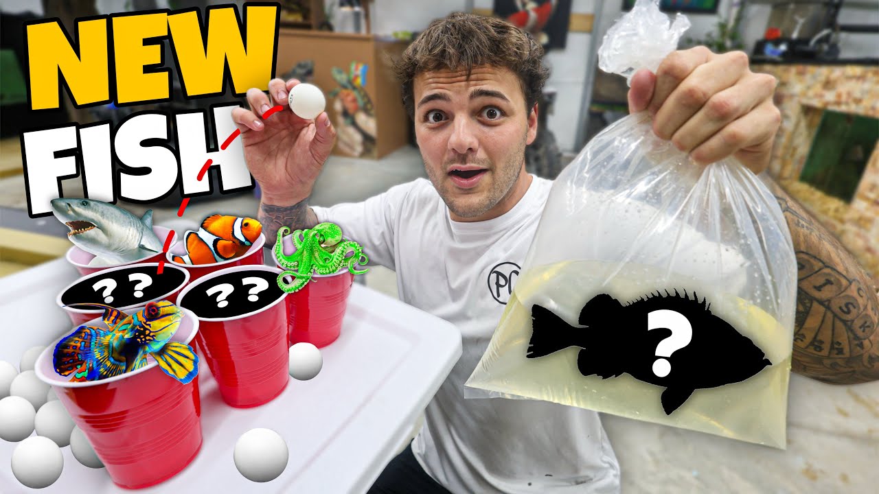 Throw Ball into *MYSTERY* Cup & BUY WHATEVER FISH it Lands On!!