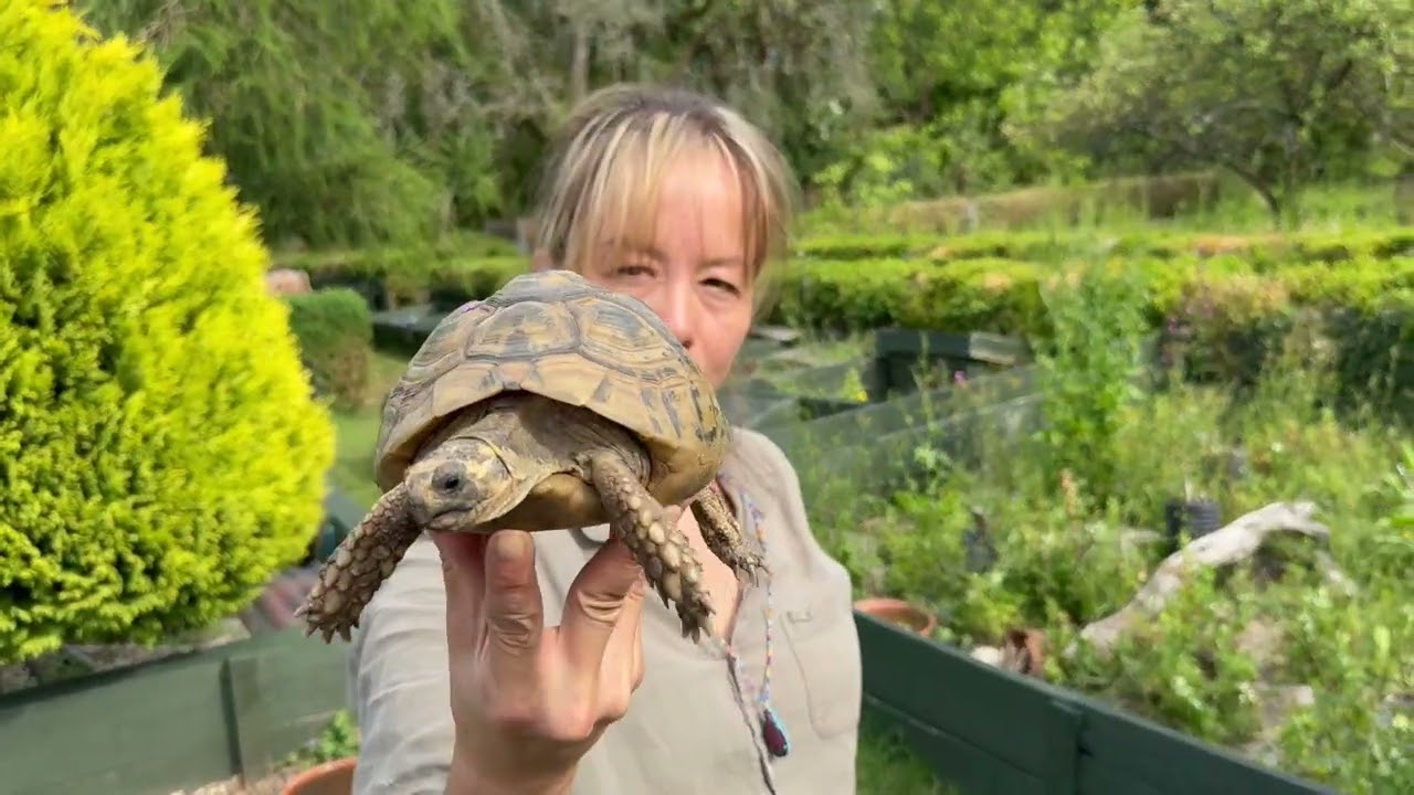 Tortoise centre head quarters tour continued. Meet more tortoise guests at TCHQ! Large and small