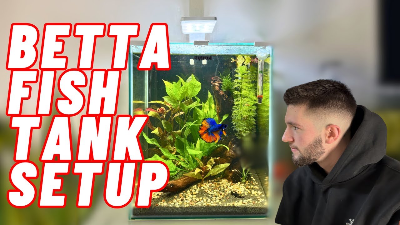 SETTING up a PLANTED AQUARIUM for a BETTA FISH (AquaEl Shrimp Set 30 Litre Fish Tank)