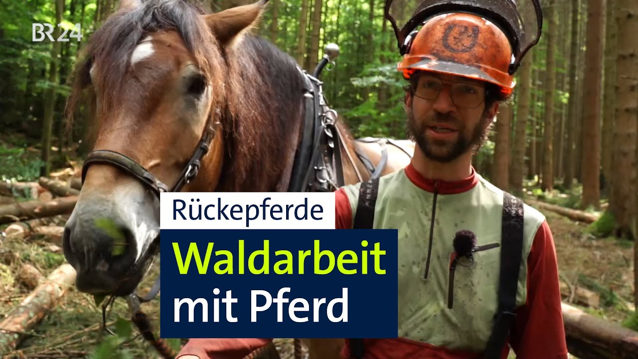 Schonende Waldarbeiten: Pferdestärken statt Maschinen-PS | Abendschau | BR24