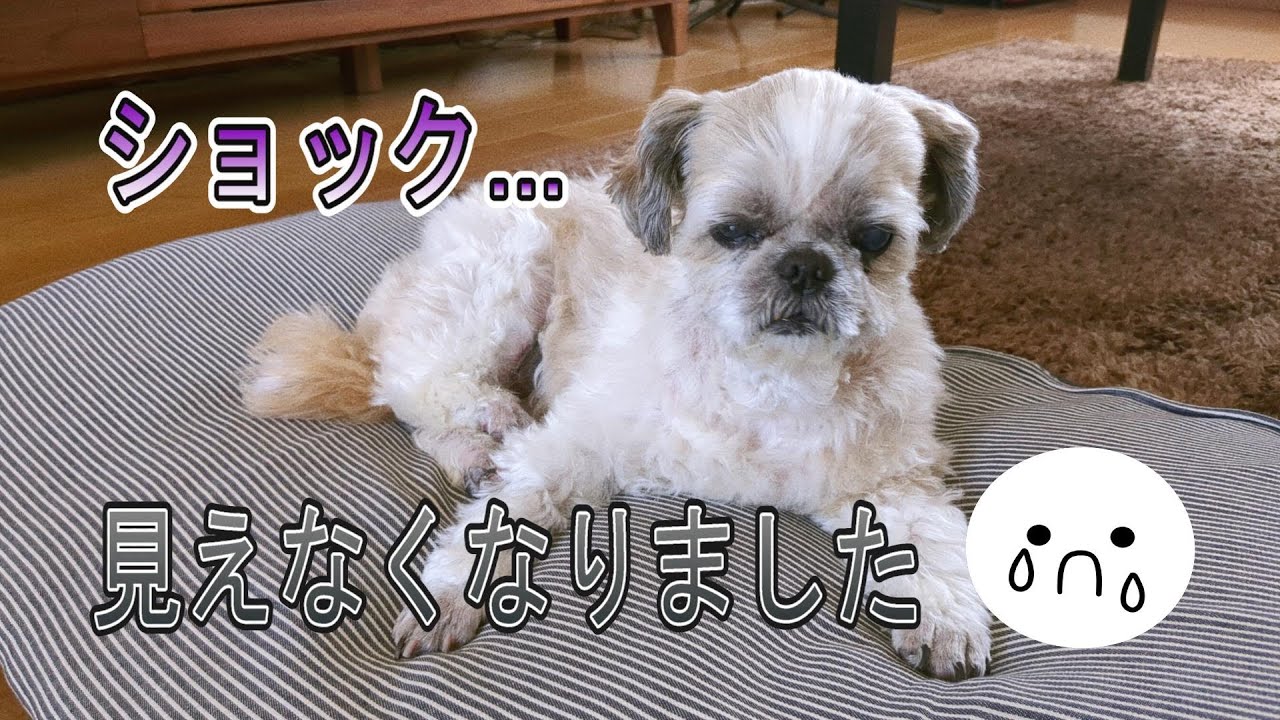 急にモコの視力がほぼなくなってしまいました