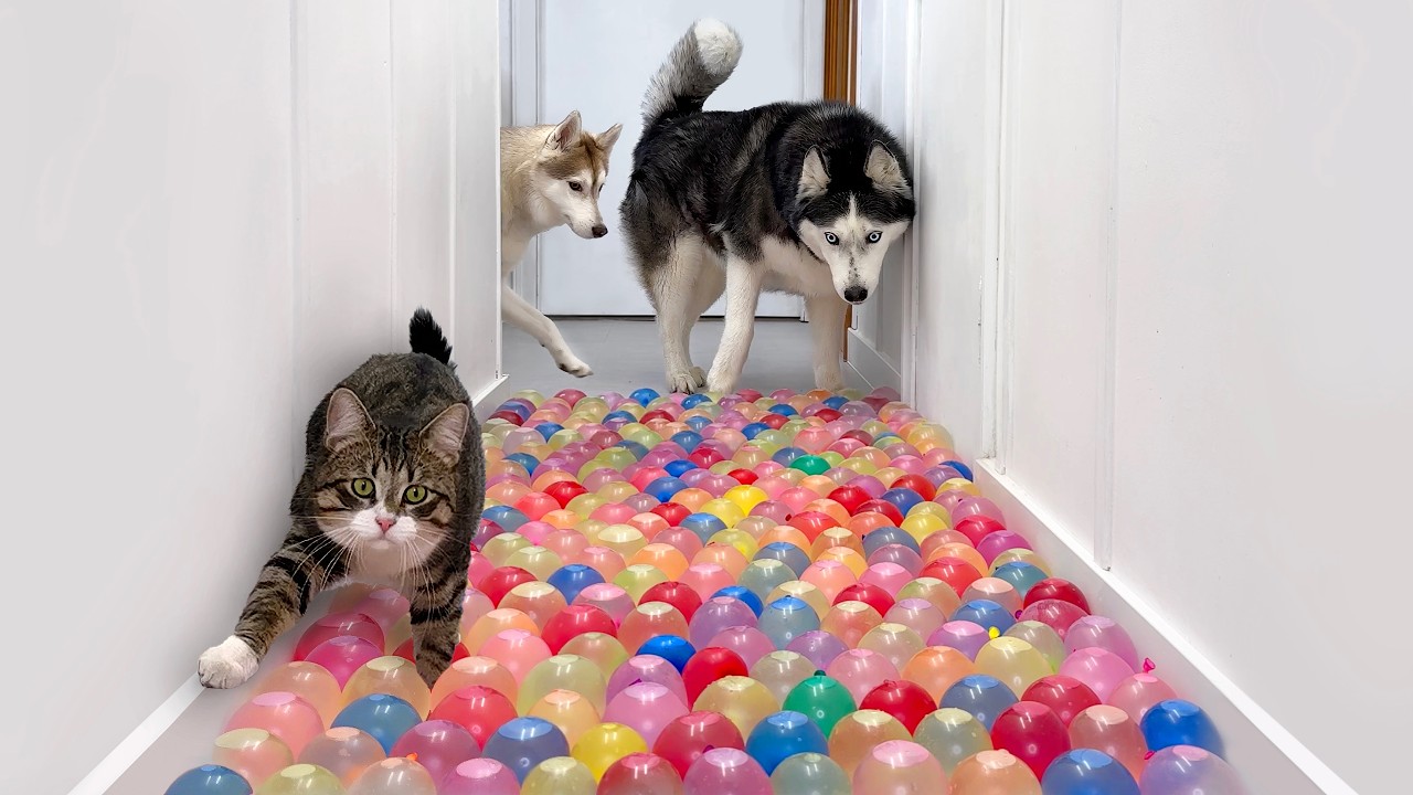 Котёнок застрял в болоте из водяных шариков! Новое забавное испытание для собак и кошек