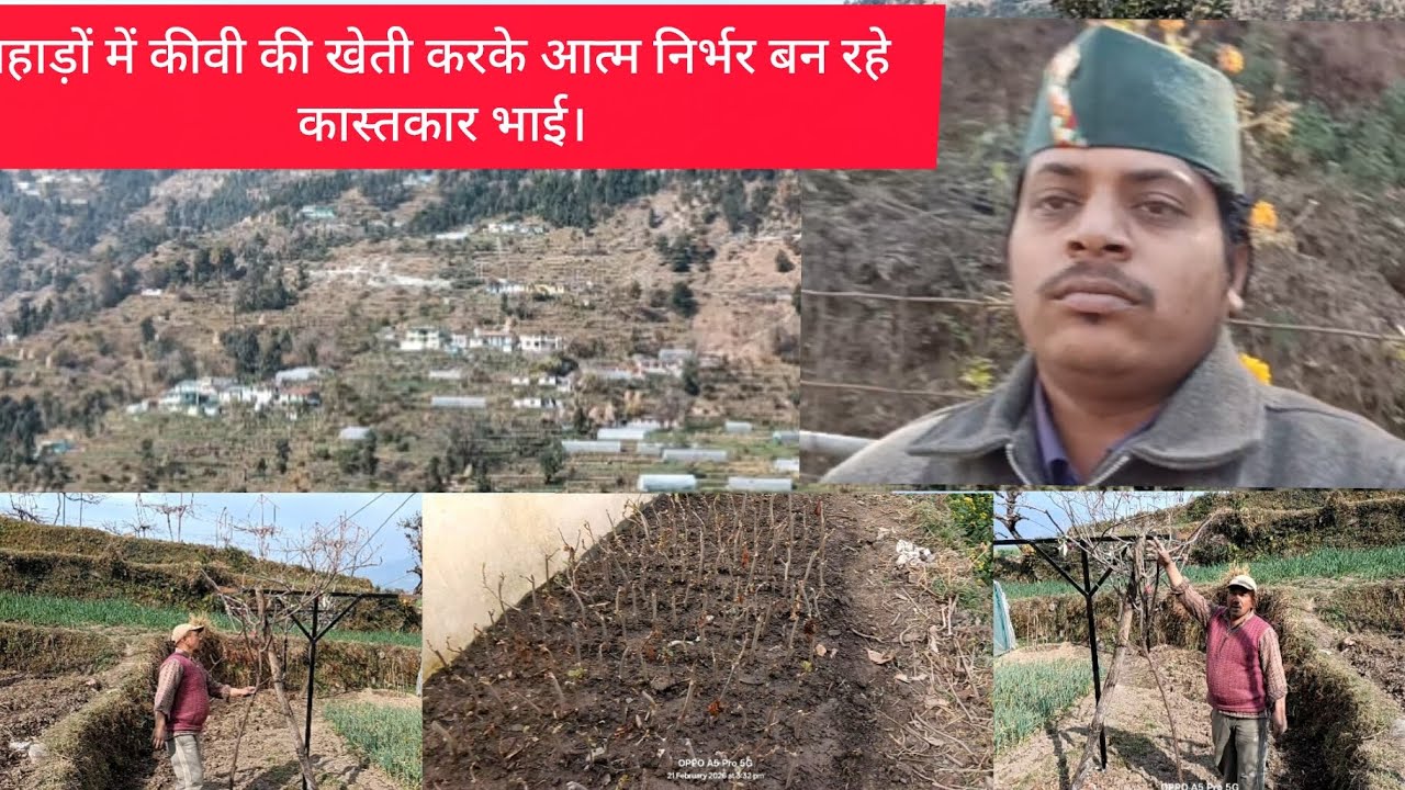 पहाड़ों में कीवी की खेती करके आत्म निर्भर बन रहे कास्तकार॥ Dk vlog uttarakhand ll 🙏🙏