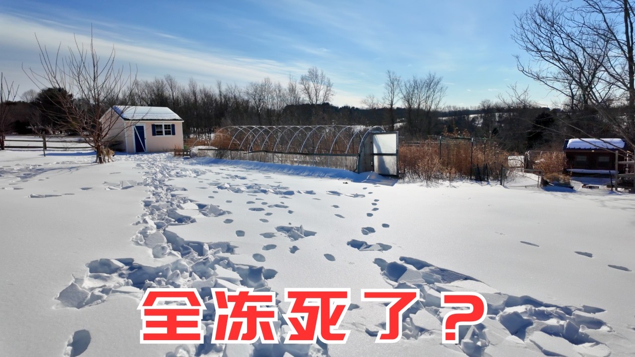 大雪封园！带狗狗巡视-16℃的菜园，新种的亚洲梨树能活下来吗？