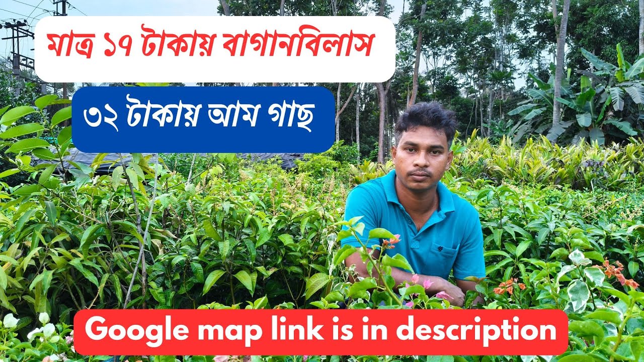 মাত্র ১৭ টাকায় বাগানবিলাস । ৩২ টাকায় আম গাছ ।। প্রকৃতি নার্সারি ।। ঠিকানা জানতে দেখুন ভিডিও টি ।।
