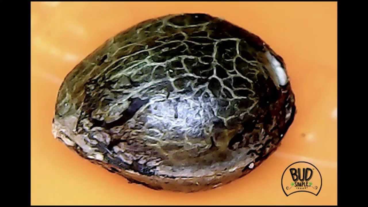 Digital Microscope + Cannabis Seeds = Closeups Revealing The True Beauty Of Cannabis - budsimple.com