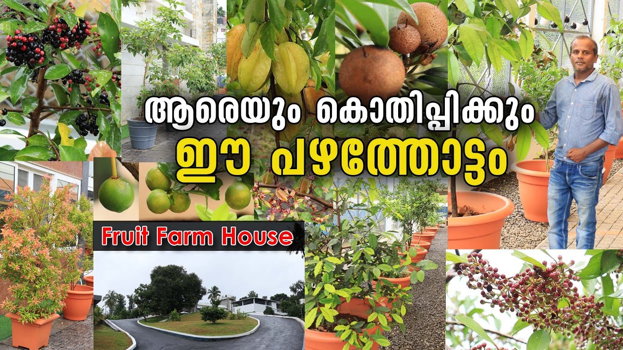 നൂറിലധികം പഴചെടികൾ നിറഞ്ഞ ആരെയും കൊതിപ്പിക്കുന്ന ഒരു പഴത്തോട്ടം  | Fruit Farm House