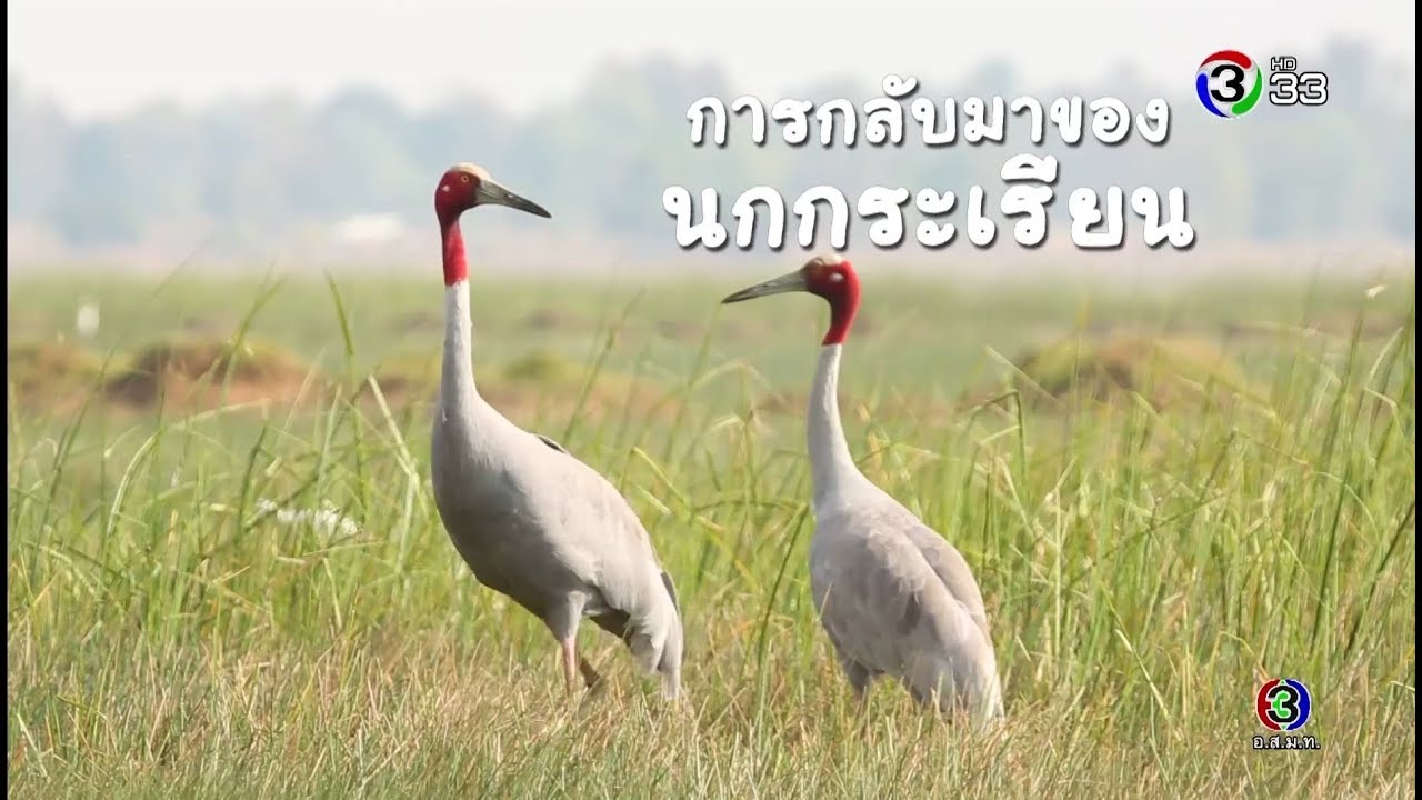 ทุ่งแสงตะวัน | ตอน การกลับมาของนกกระเรียน | 01-02-63 | Ch3Thailand