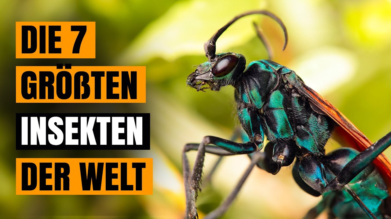 Die 7 gr&ouml;&szlig;ten Insekten der Welt