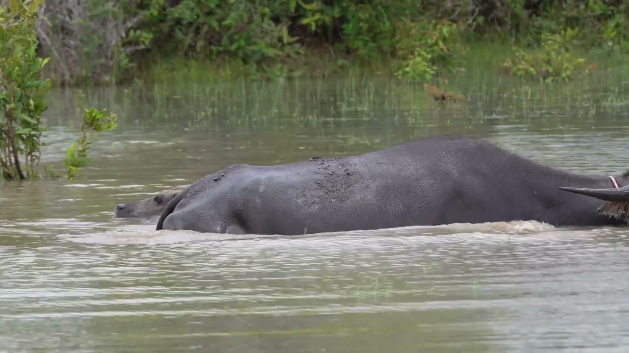 Peaceful Water Buffalo  Slow Living Countryside Ambience EP 1